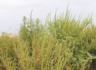 ‘n Lewe met weerstandige onkruid