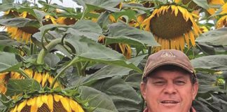 Drie in ’n ry vir sonneblomprodusent