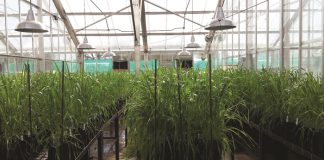 Fusarium-aarskroei: Kultivarweerstand en swamdoders ’n wenspan