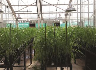 Fusarium-aarskroei: Kultivarweerstand en swamdoders ’n wenspan