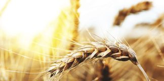 Plant breeding innovation opens new doors