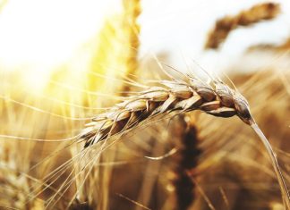 Plant breeding innovation opens new doors