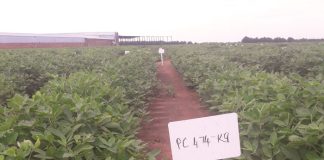 Two new cultivars added to varietal list