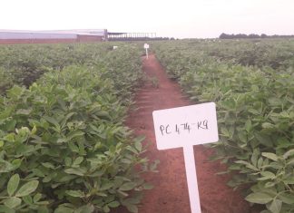 Two new cultivars added to varietal list