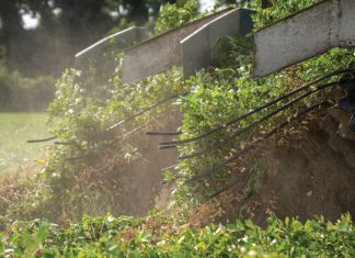 Robuuste groentjie “onttroon” berugte peulaalwurm