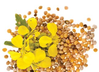 Kanolasaad blyk genoeg te wees vanjaar