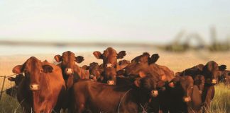 Vergeet die bure – bly eerder in pas met winsgewende praktyke