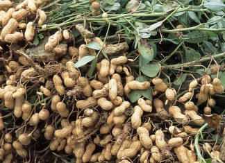 Vooruitsigte vir grondboon- en kanolamarkte is wisselvallig