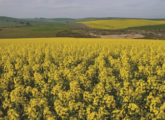 Kanolakultivars presteer in uiters nat seisoen