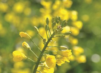 Australië-besoek ’n belegging in kanola