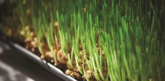 From barley to malt – the next step in creating beer