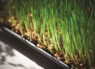 From barley to malt – the next step in creating beer