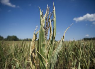 Maak só plan met droogtemielies