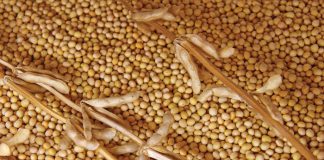 Producers can influence the availability of NEW and IMPROVED plant varieties