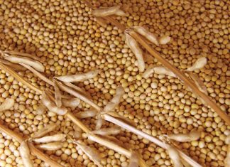 Producers can influence the availability of NEW and IMPROVED plant varieties