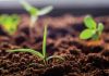 Biotech seed – what you need to know