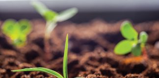 Biotech seed – what you need to know