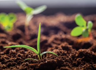 Biotech seed – what you need to know