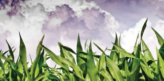 Programme paves way for large-scale on-farm trials