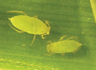 Moenie die verspreiding van Russiese koringluis onderskat nie