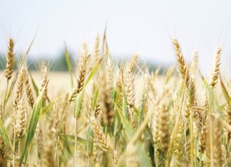 Geneties-gebaseerde innovasie onder druk in Suid-Afrika