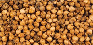 The IMPACT of grain mould on sorghum