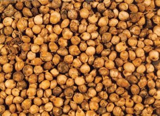 The IMPACT of grain mould on sorghum