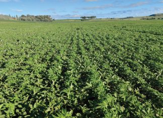 Industriële Hennep ‘n nuwe alternatief vir gewasrotasiestelsels