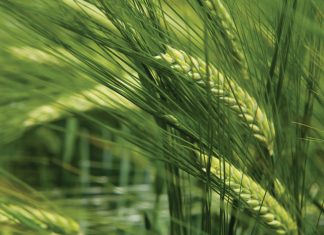 Wintersaad so lyk pryse vanjaar