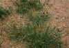 Best practice to curb herbicide-resistant weeds