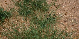 Best practice to curb herbicide-resistant weeds