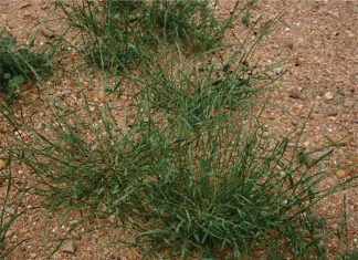 Best practice to curb herbicide-resistant weeds