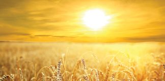 Insecticide resistance in aphids a challenge for wheat production