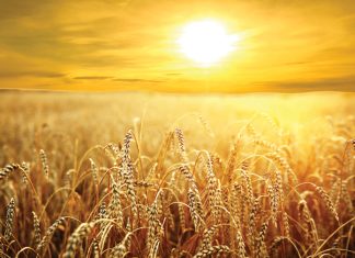 Insecticide resistance in aphids a challenge for wheat production