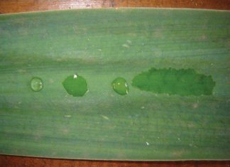 Byvoegmiddels het groot rol in gewasbeskerming