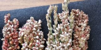 Grain sorghum diseases – its current status in South Africa
