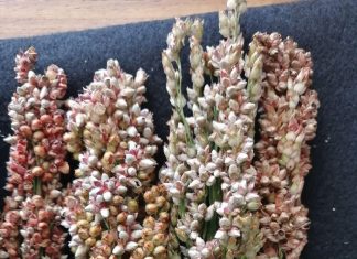 Grain sorghum diseases – its current status in South Africa