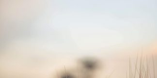 Do we need a WeedSmart-like platform in South Africa?