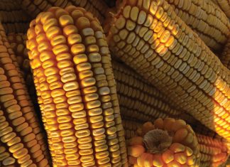 Fokus op dié praktyke en bly volhoubaar boer: Deel 1