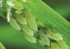 EARLY-SEASON APHIDS – these principles are critically important