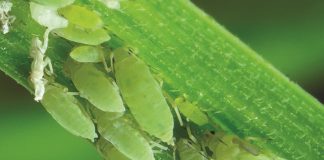 EARLY-SEASON APHIDS – these principles are critically important