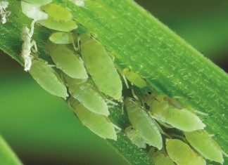 EARLY-SEASON APHIDS – these principles are critically important