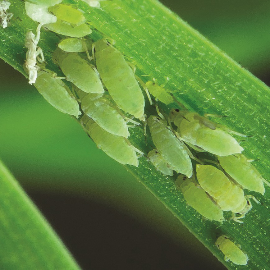 EARLY-SEASON APHIDS – these principles are critically important