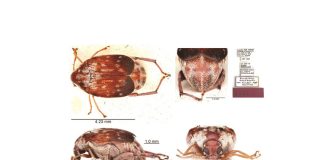 SANC seed beetle COLLECTION IMPRESSES