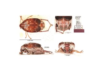 SANC seed beetle COLLECTION IMPRESSES