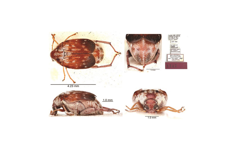 SANC seed beetle COLLECTION IMPRESSES