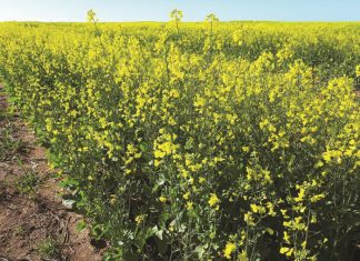 Só het KANOLAKULTIVARS in 2024 presteer