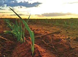 FOKUS OP DIÉ PRAKTYKE en BLY VOLHOUBAAR BOER