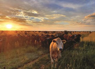 My beeste is in my buurman se lande! HOE NOU GEMAAK?