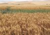 Lucerne: effects of crop residues and wheat as a nurse crop